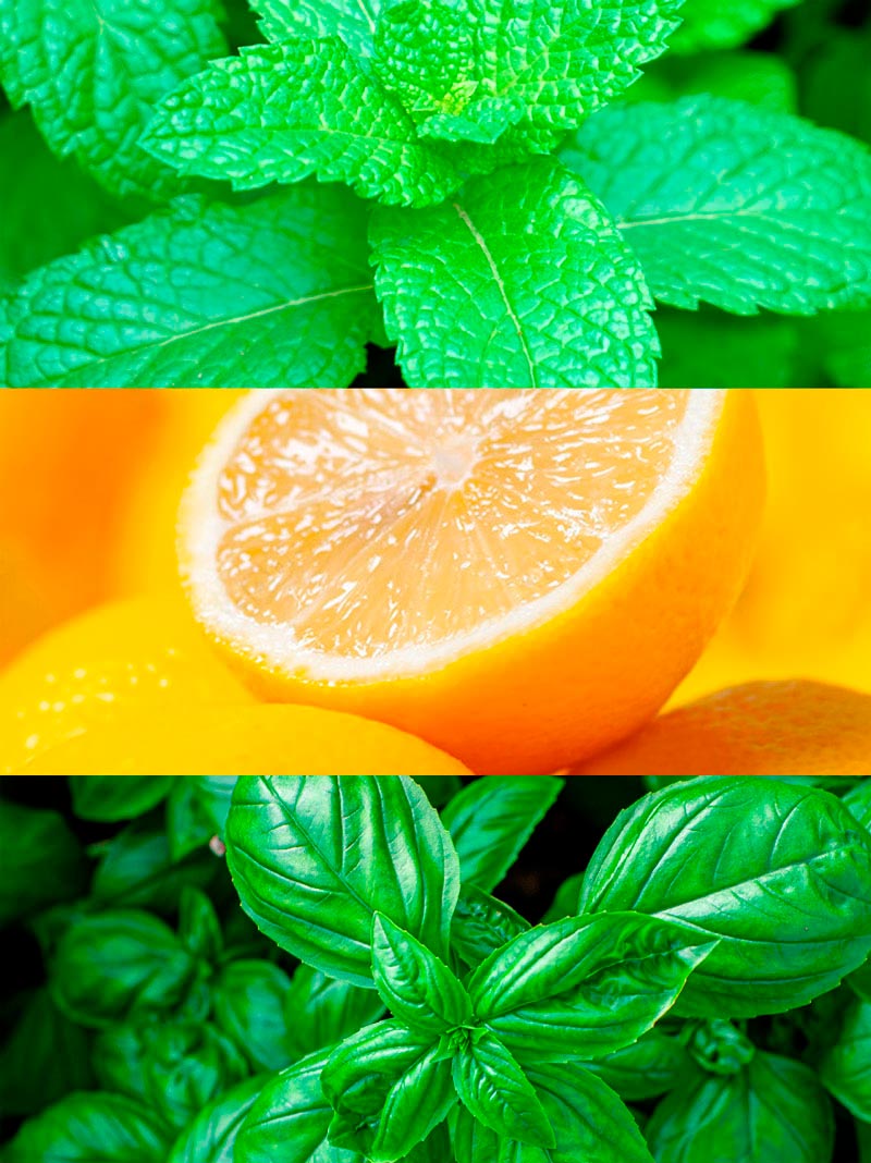 Tropical Mint